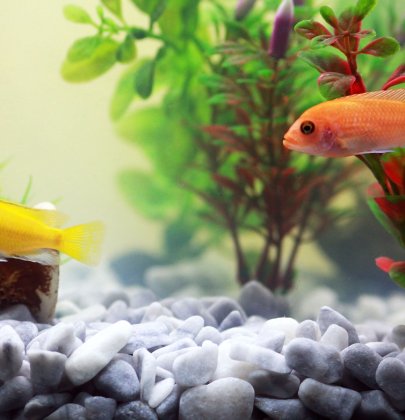Najpopularniejsze rośliny akwariowe – wybór i pielęgnacja
