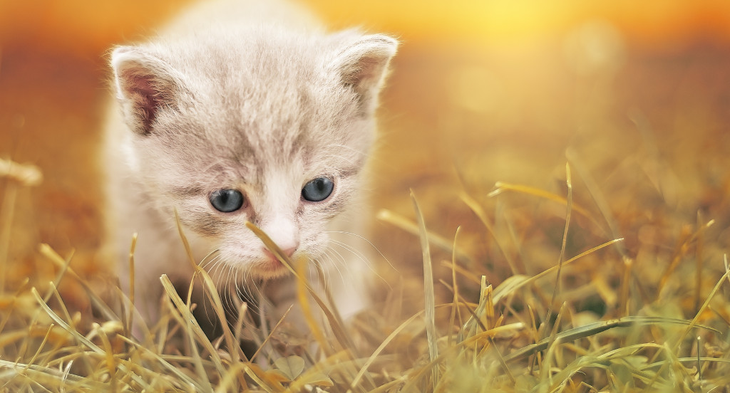 Młody kotek w trawie
