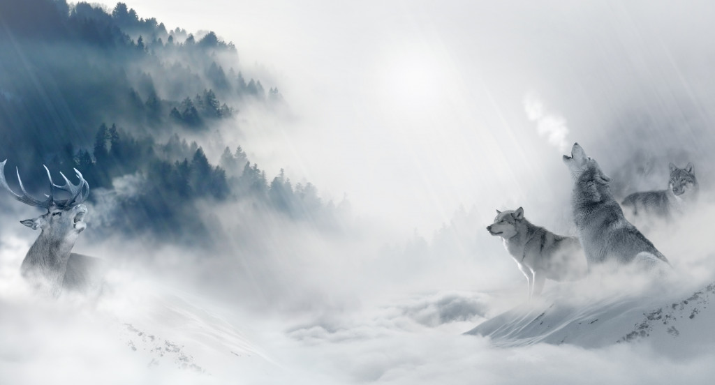 Polowanie watahy wilków na jelenia