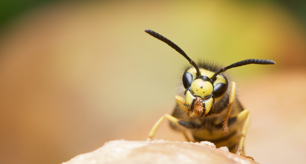 Osa, Wasp Niemiecki