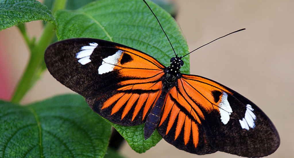 Pomarańczowo czarny motyl