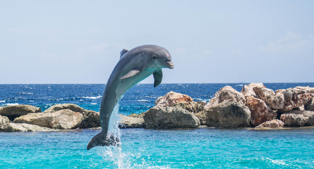 Delfin wyskakujący nad wodę