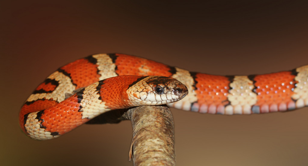 Król Węży, Wąż Biało-Czerwony