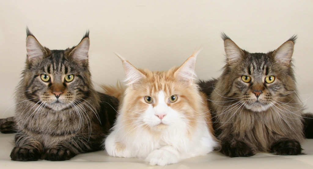 Cats Maine Coon