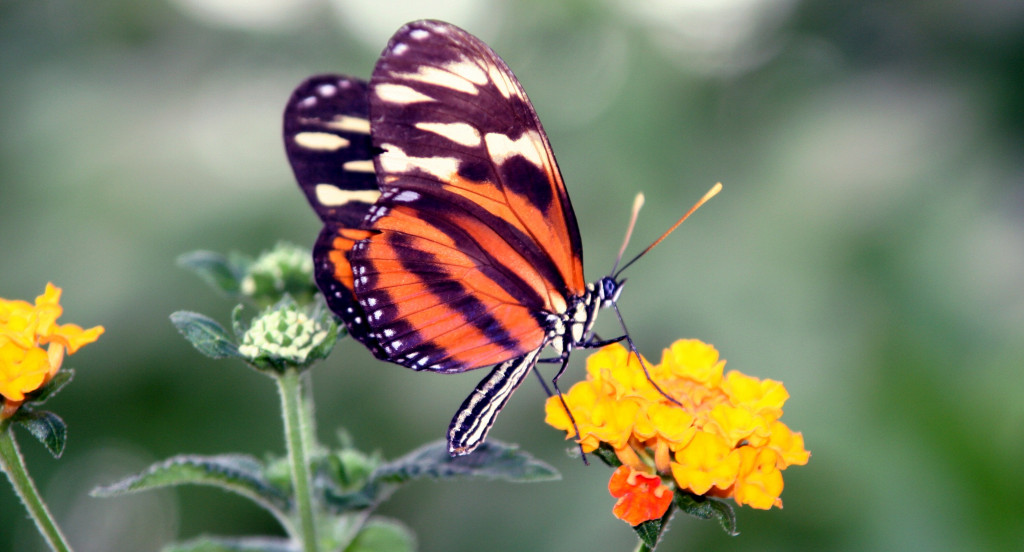 Motyl