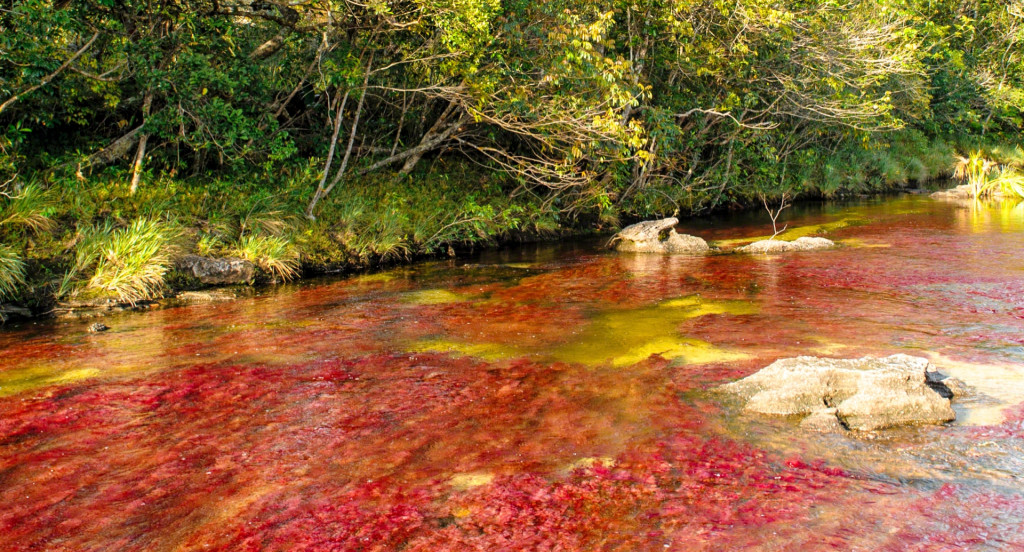 Caño Cristales