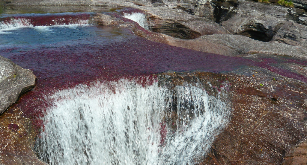 Caño Cristales