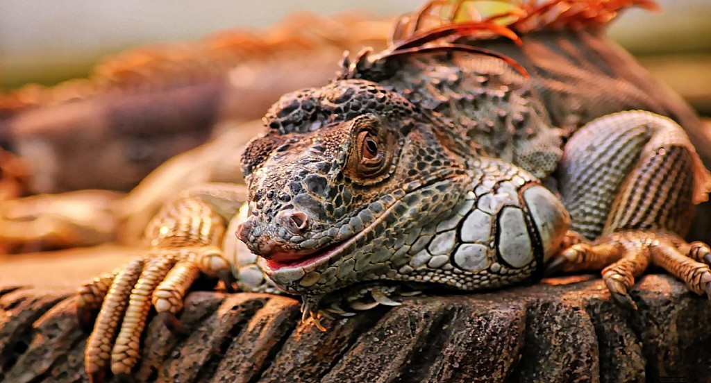 iguana