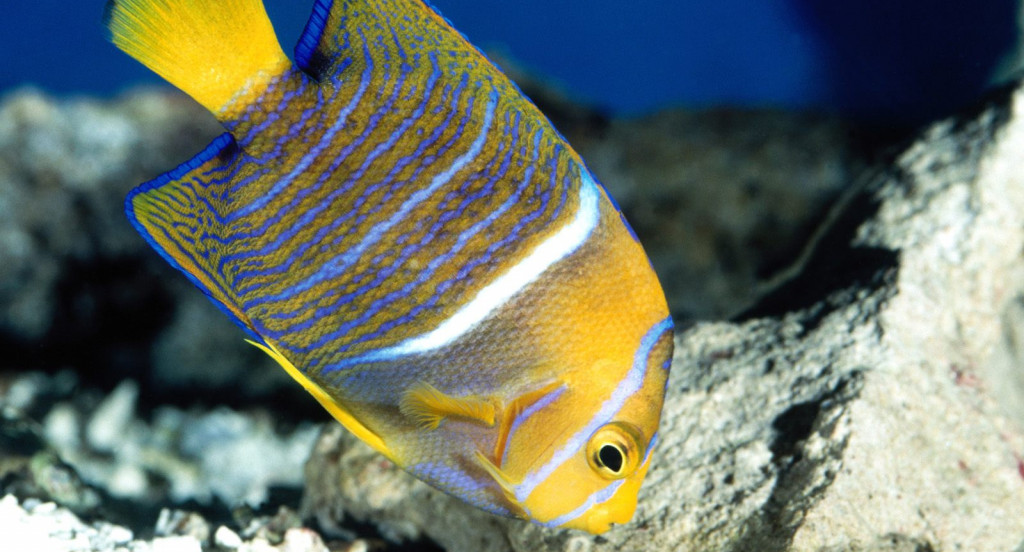 King Angelfish.jpg