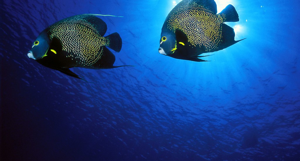 French Angelfish.jpg