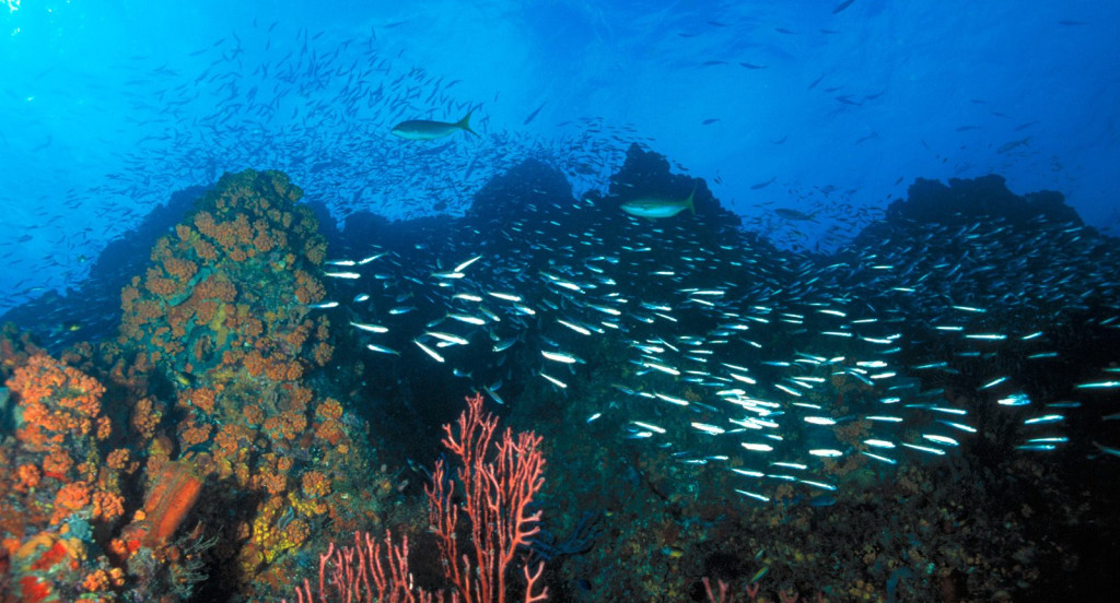 Los Roques Reef, Venezuela.jpg