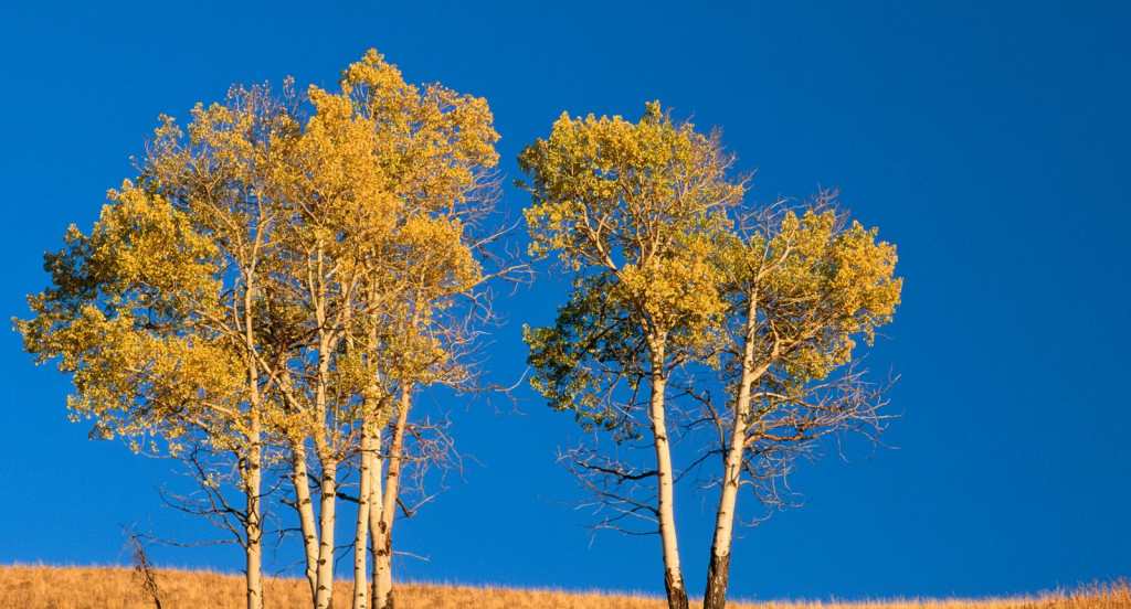 Autumn Aspen Trees and Sunset, Yellowstone National Park, Wyoming.jpg