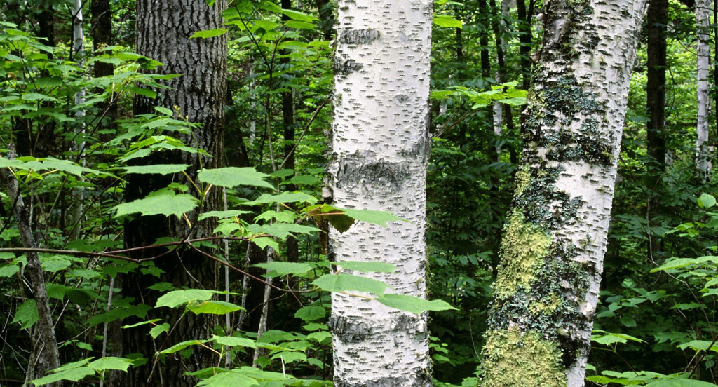 Aspen Trunks, North Woods, Quetico Provincial Park, Ontario, Canada.jpg