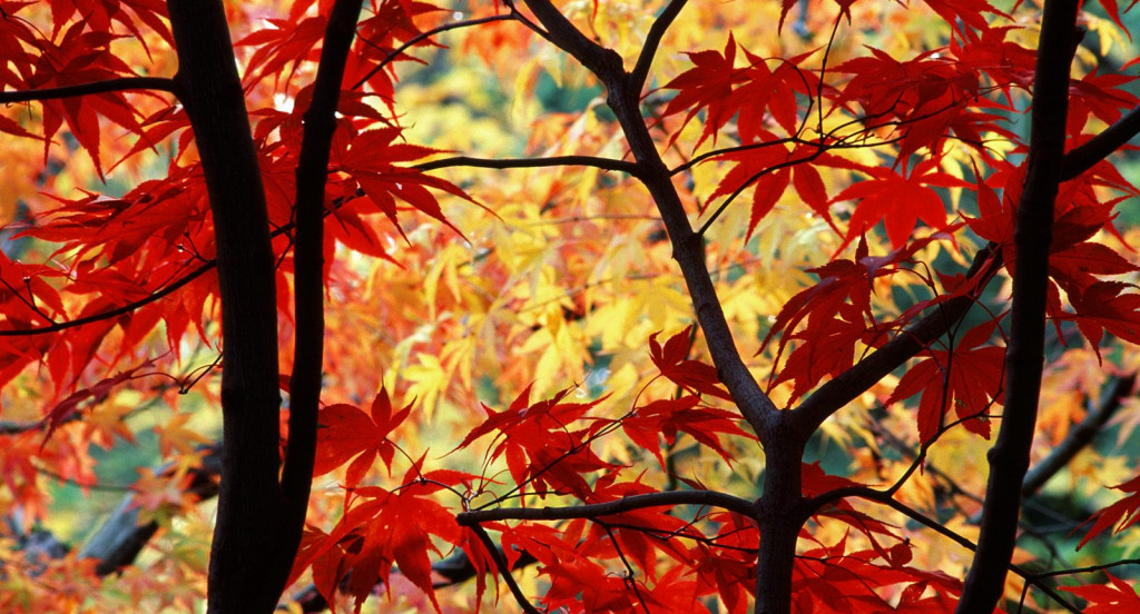 Japanese Maple and Autumn Foliage, Portland, Oregon.jpg