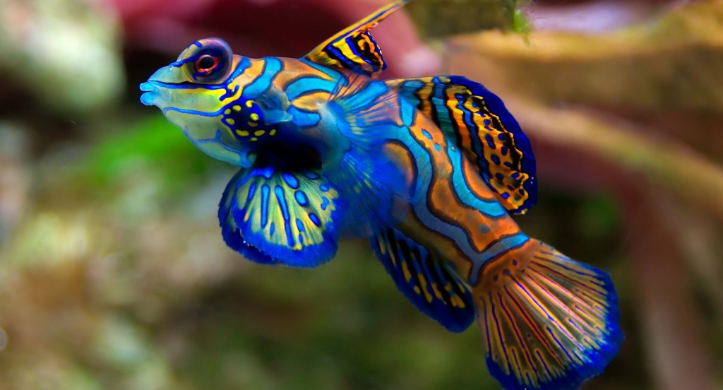 Kolorowa rybka