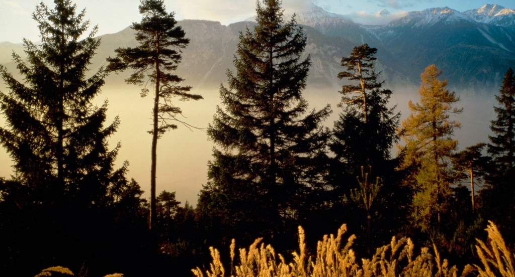 Twilight In The Woods, Valais, Switzerland.jpg