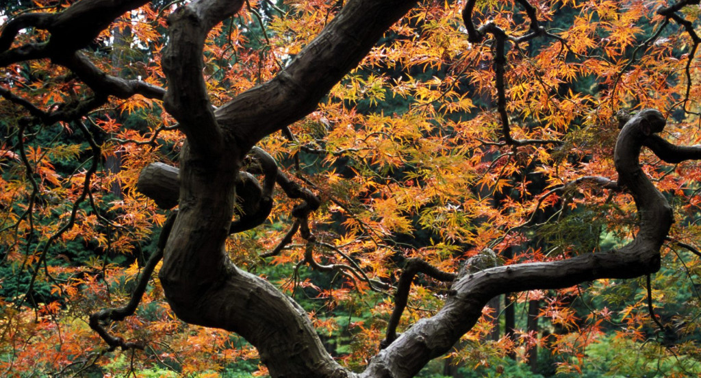Maple Tree, Japanese Garden, Portland, Oregon.jpg