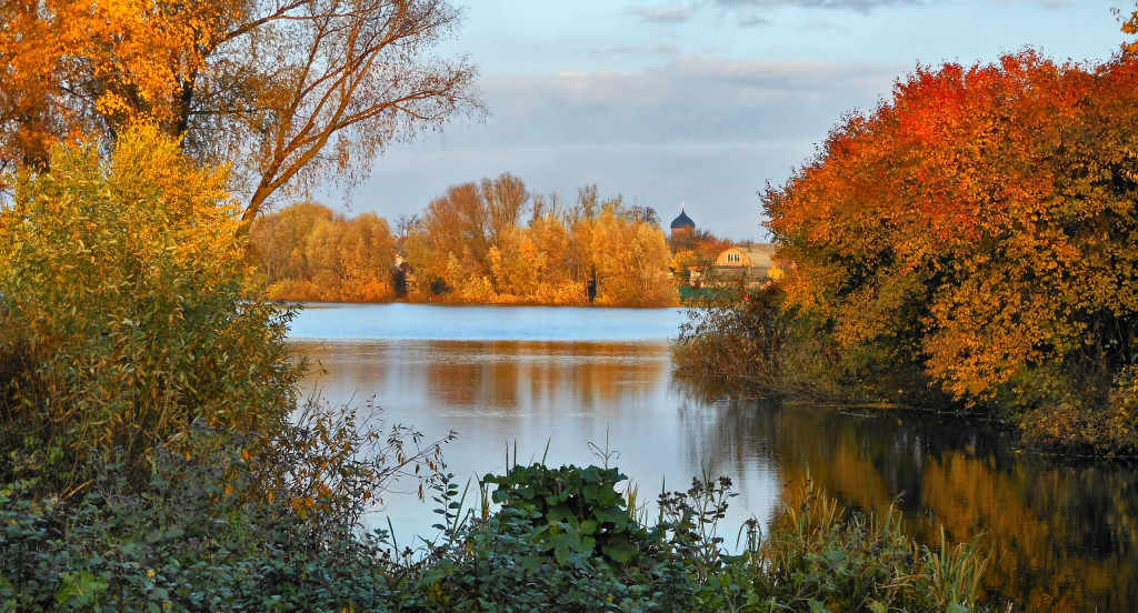 Drzewa nad rzeką