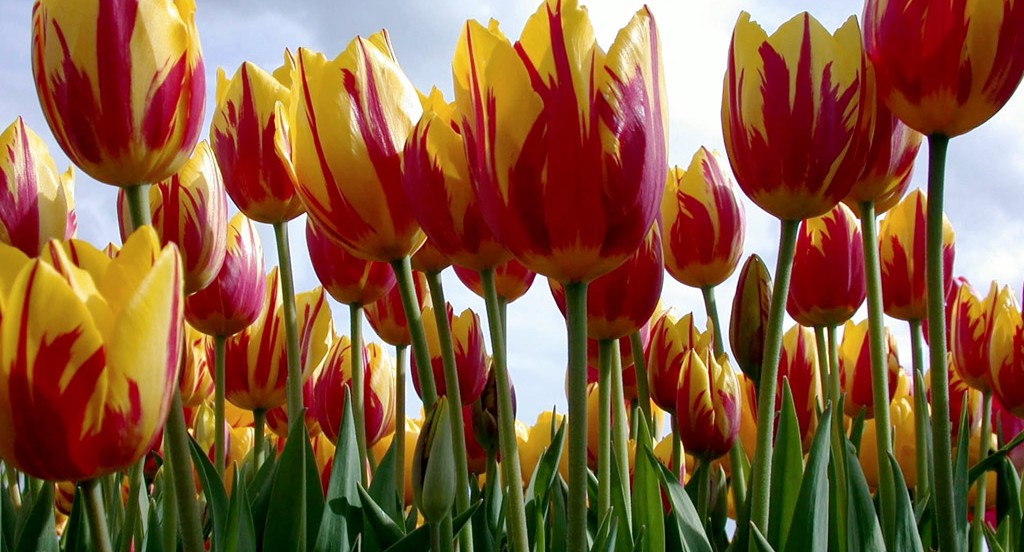 Tulipany (80).jpg