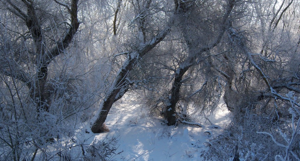 Krajobraz zima 56