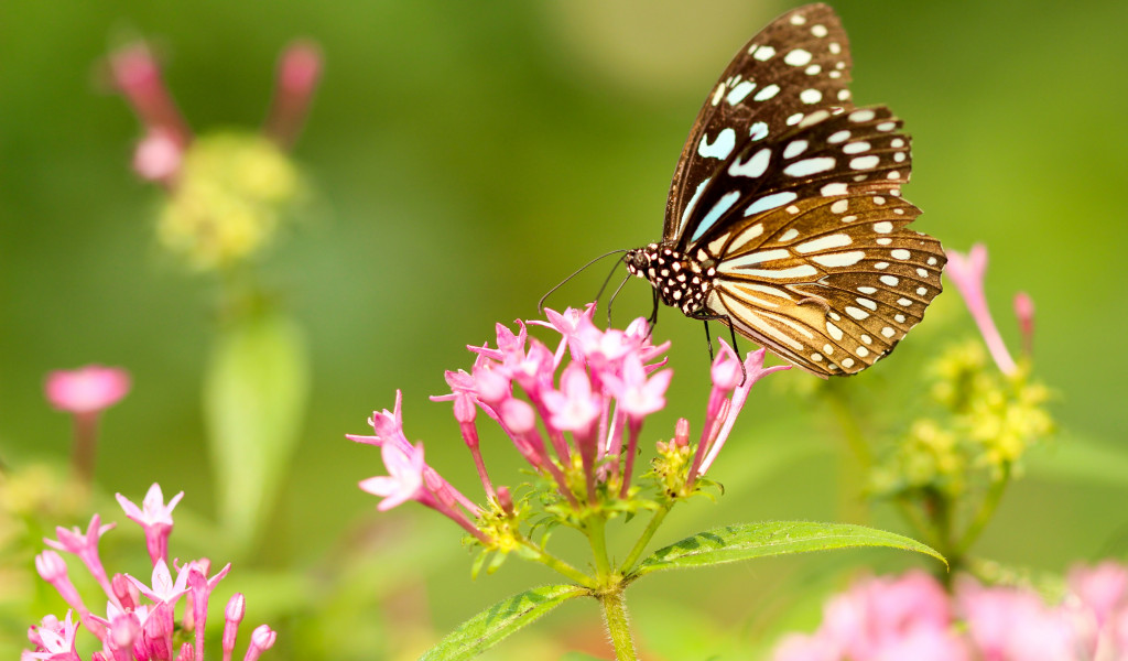 Motyl, Piękny, Spija nektar z różowego kwiatka