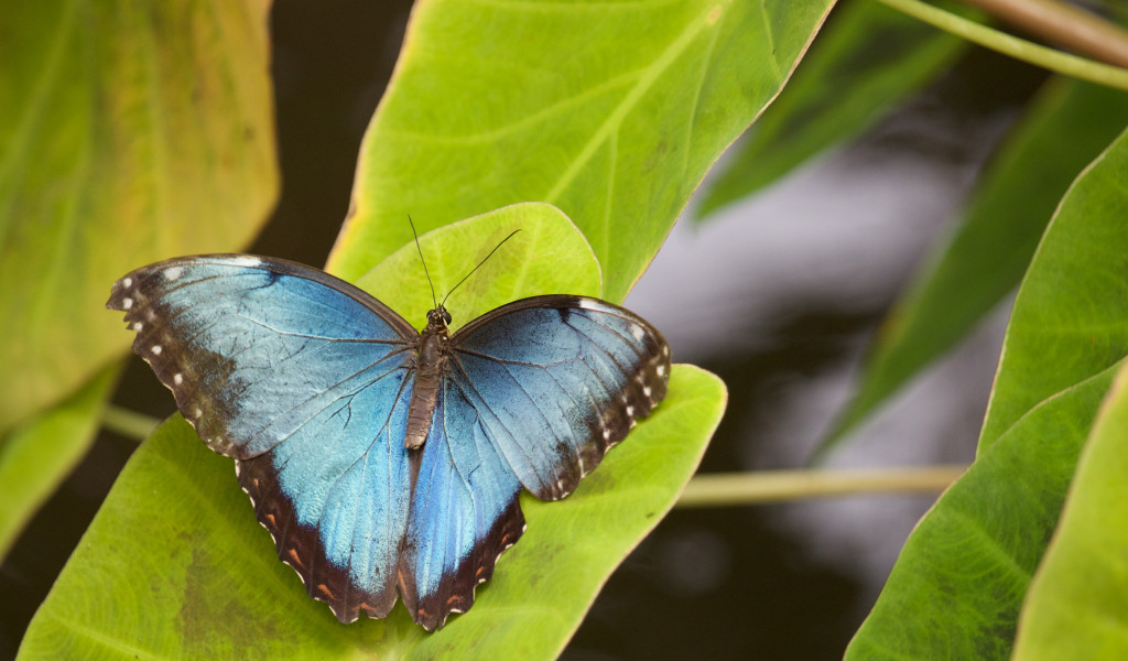 Morpho Menelaus na liściu