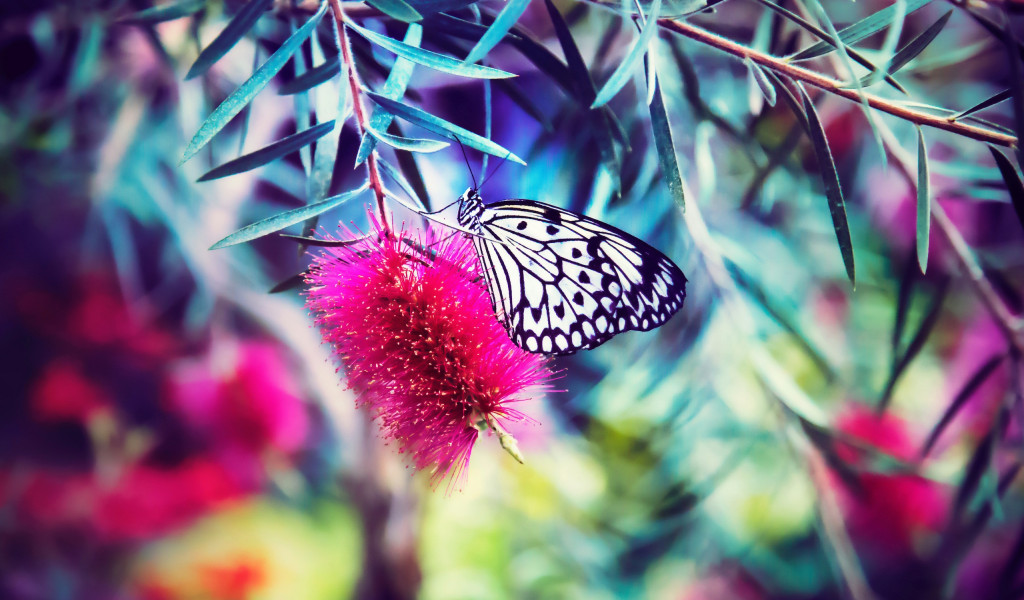Motyl na różowym kwiatku