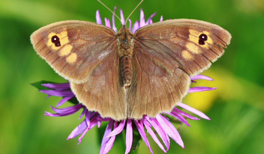 Motyl przysiadł na fioletowym kwiatku