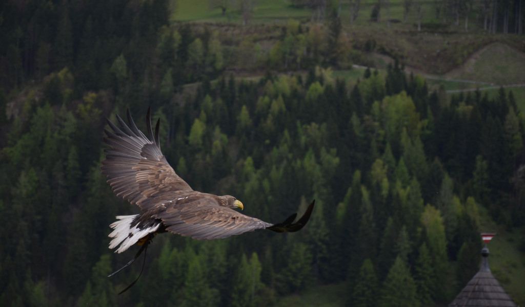 Adler, Ptak drapieżny