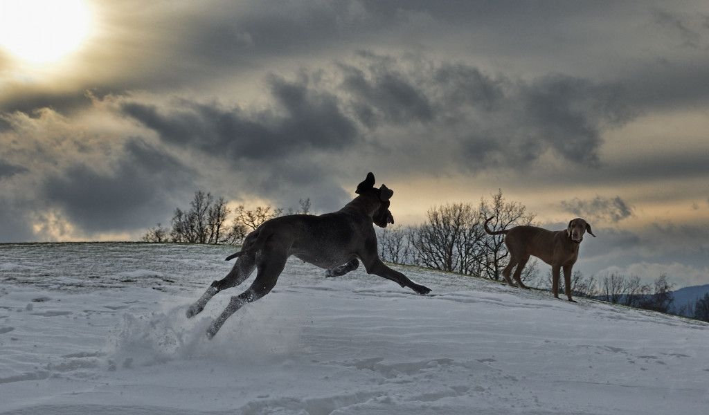 Dwa psy na śniegu