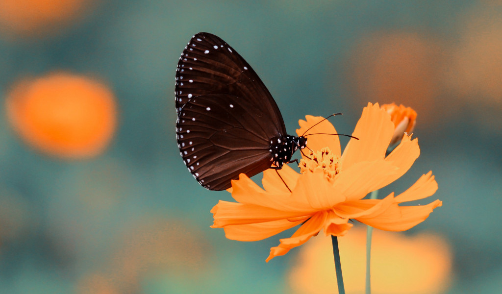 Motyl brązowy przysiadł na kwiatku