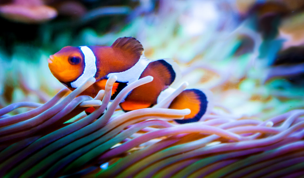 Piękna ryba w rafie koralowej