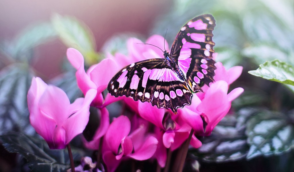 Piękny, różowy motyl na kwiatach
