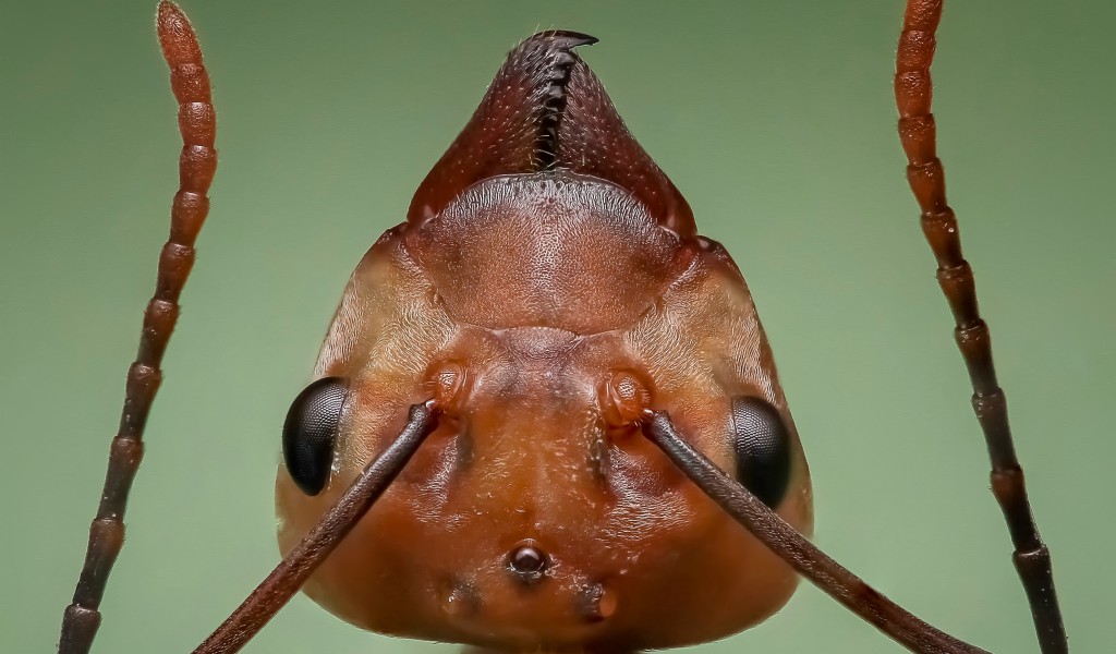Królowa mrówek