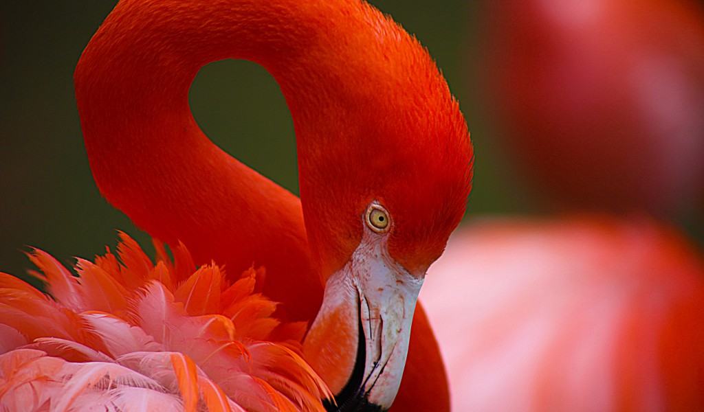 Flamingo głowy