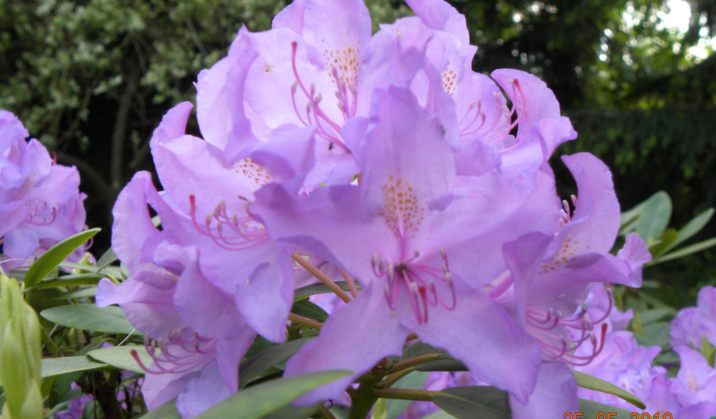 Rododendron