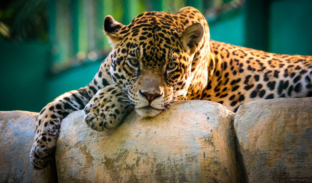 Jaguar (3)