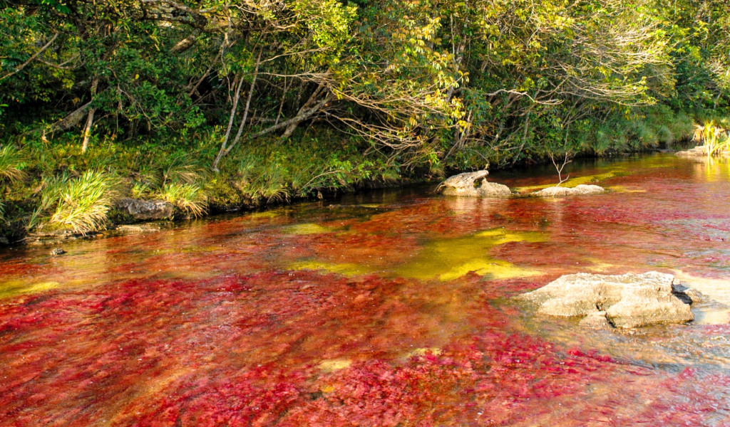 Caño Cristales