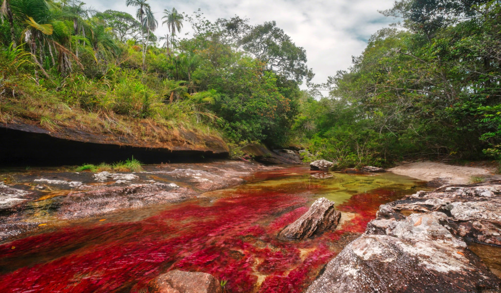 Caño Cristales