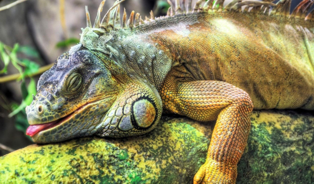 iguana