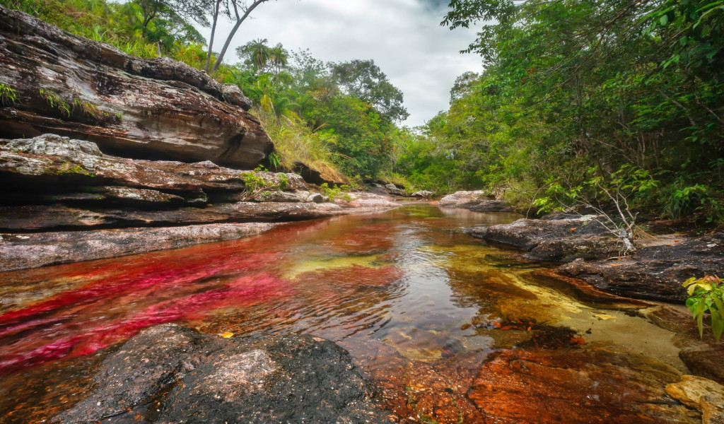 Caño Cristales