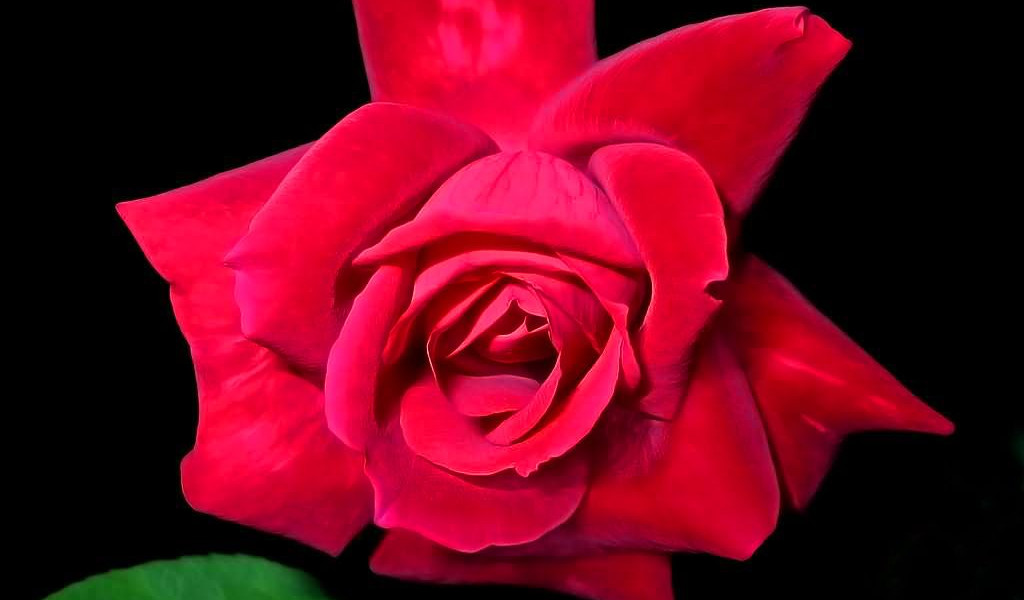 roze (80).jpg