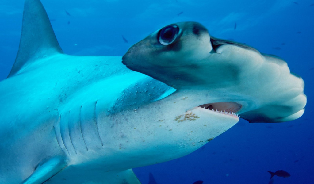 Scalloped Hammerhead.jpg