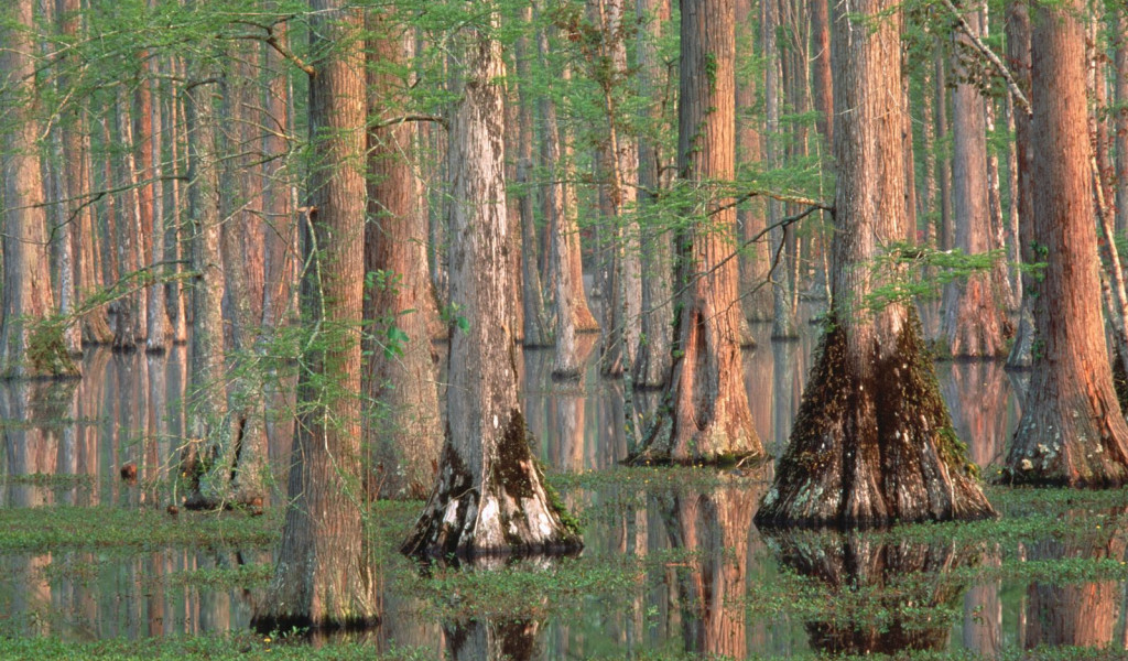 Cypress Trees, South Carolina.jpg