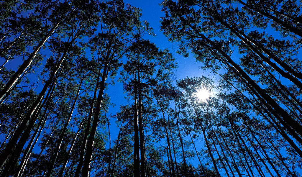 Quaking Aspen Grove, Maroon Bells Wilderness, Colorado.jpg