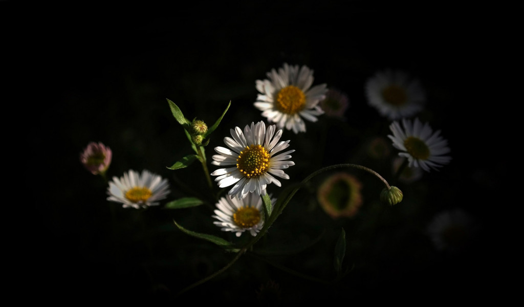 Białe kwiaty rumianku