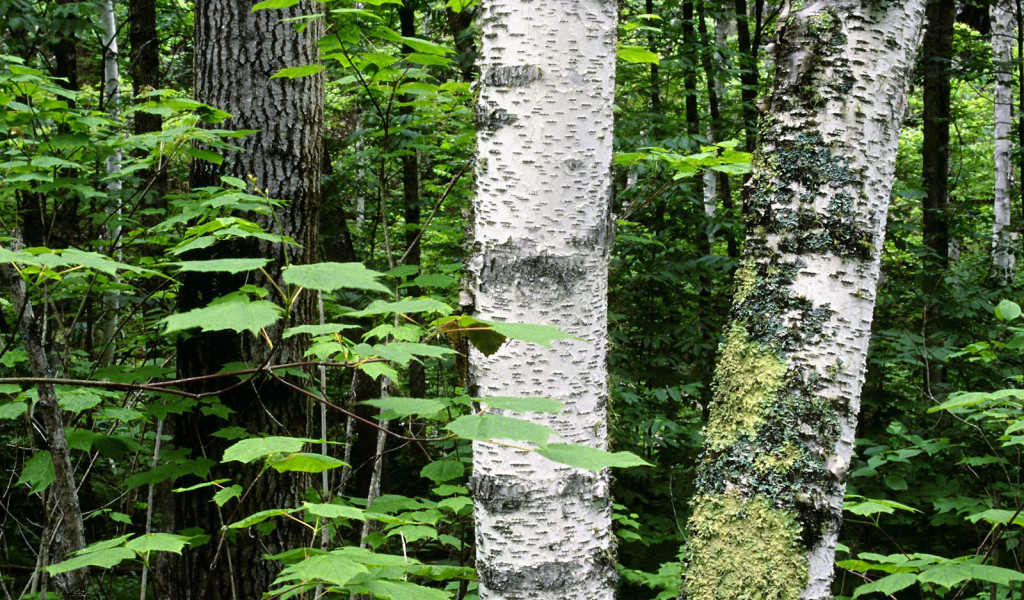 Aspen Trunks, North Woods, Quetico Provincial Park, Ontario, Canada.jpg