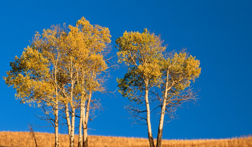 Autumn Aspen Trees and Sunset, Yellowstone National Park, Wyoming.jpg