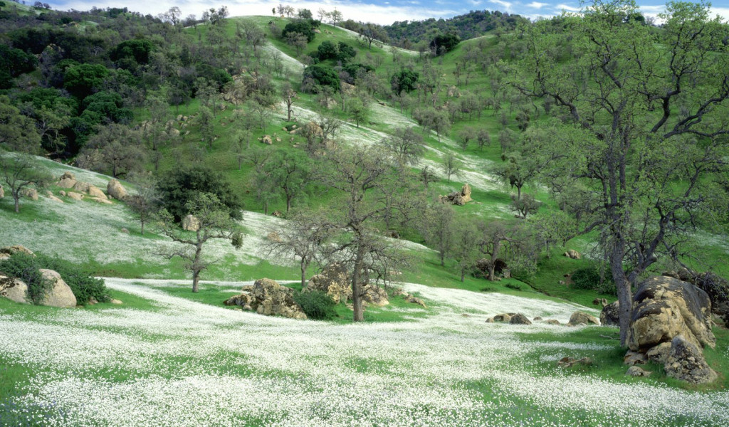 Spring Wildflowers and Oak Covered Hills, Kern County, California.jpg