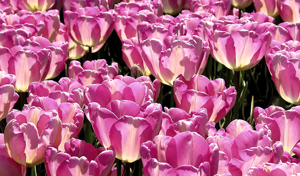 Tulipany (52).jpg